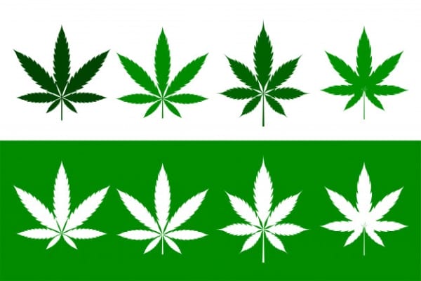 cannabis