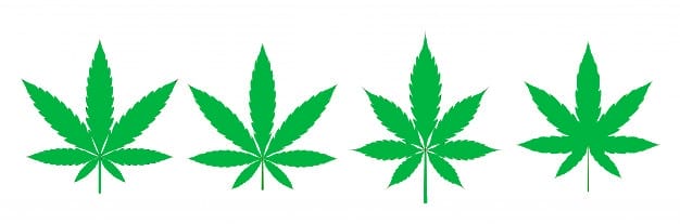 cannabis therapeutique