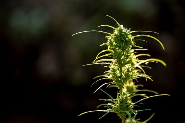 Fleurs de CBD