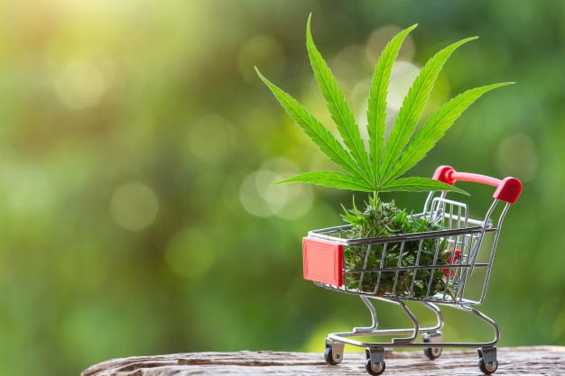 legalisation cannabis france