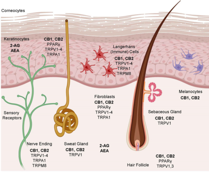 recepteurs cannabinoide epiderme