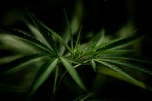 taux de CBD