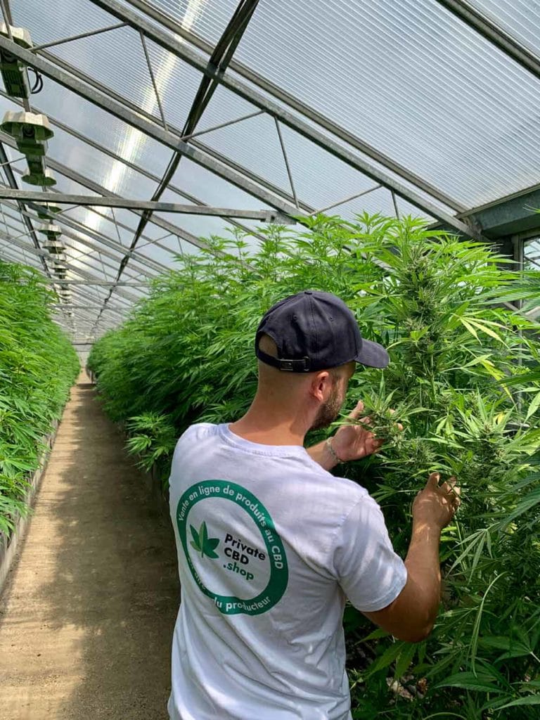 Private CBD team