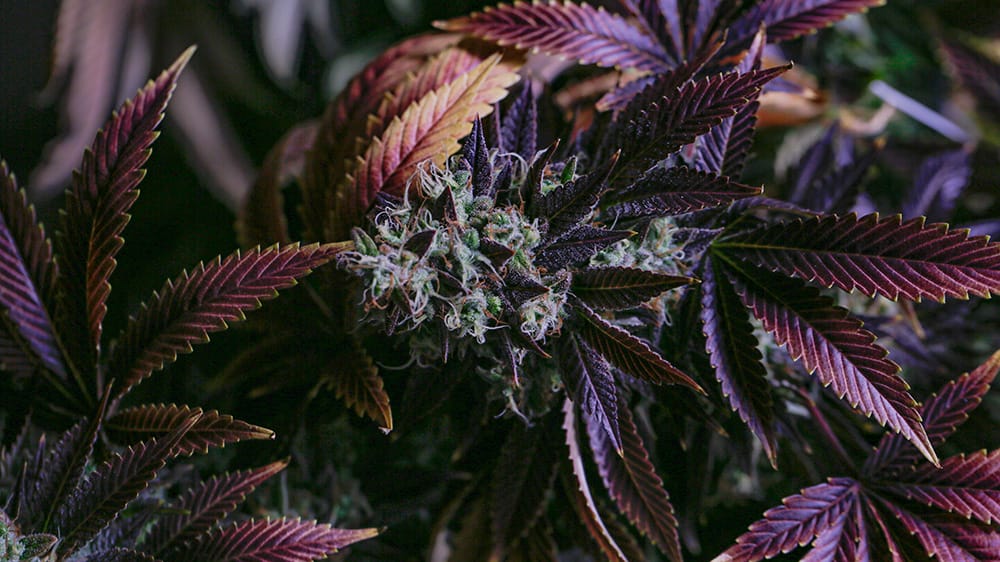 cannabinoides du chanvre - 1