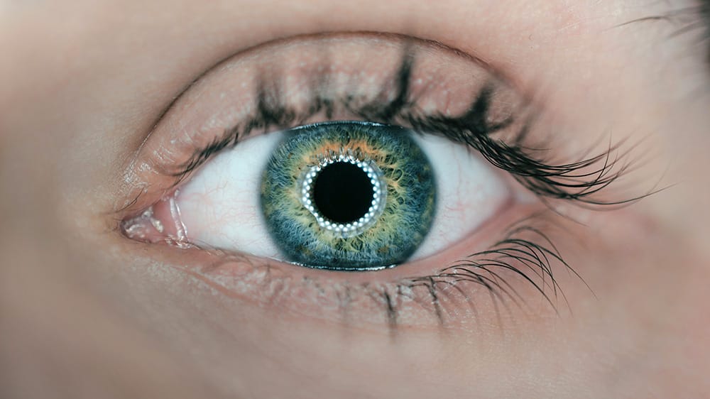 oeil cbd glaucome