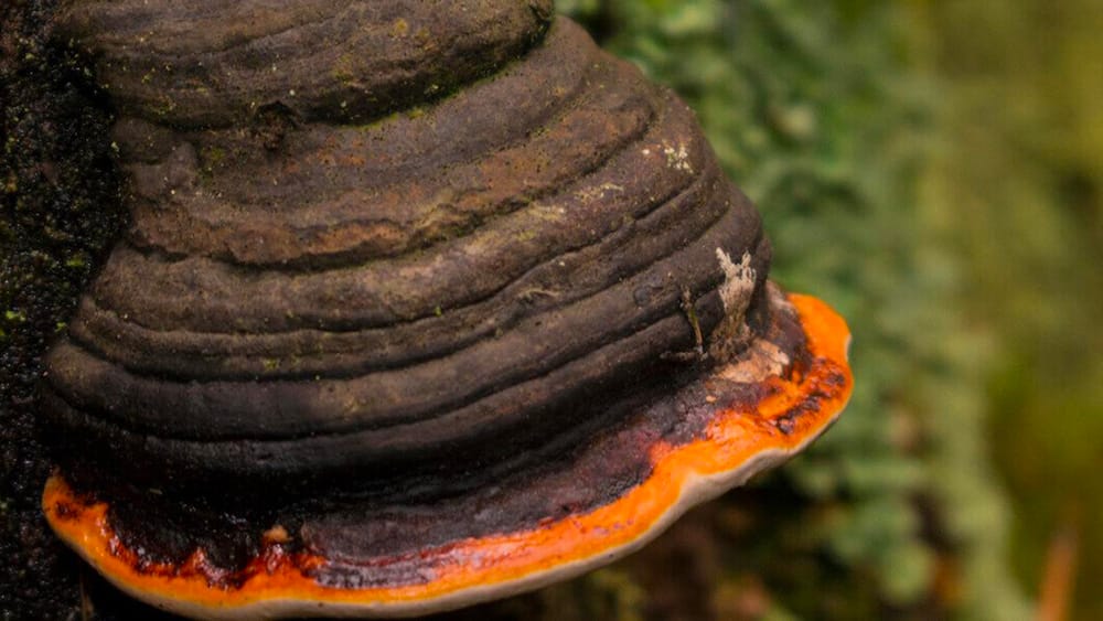 chaga champignons arbre