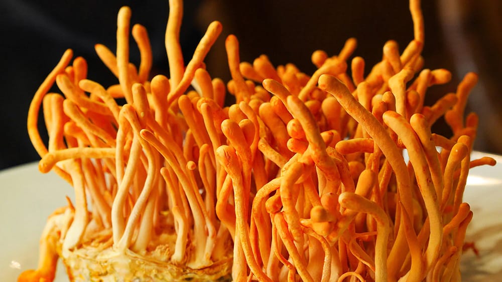 cordyceps champignons