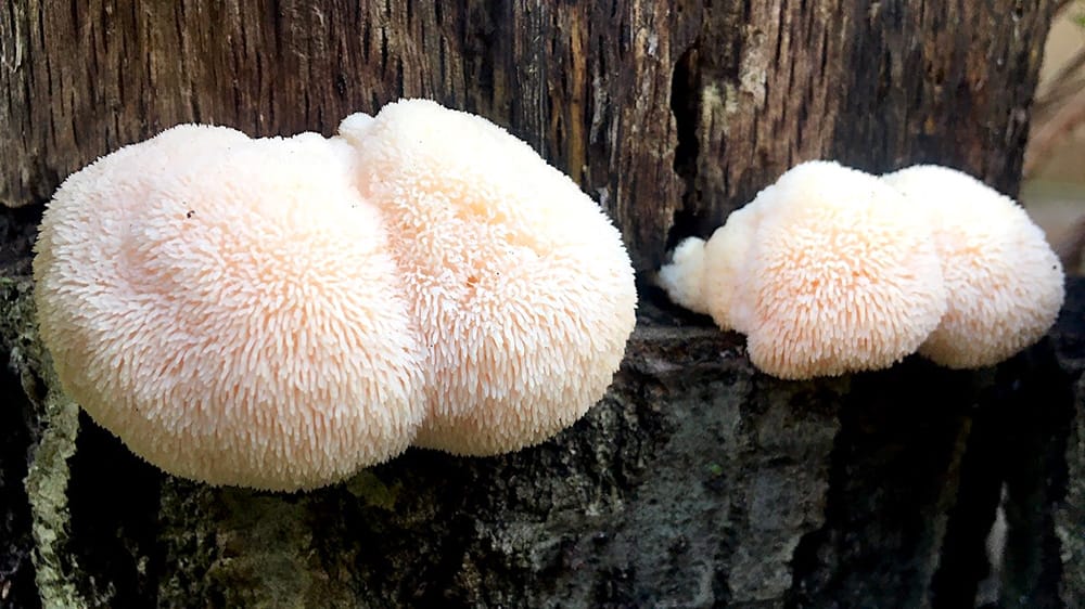 lion's mane champignons arbre