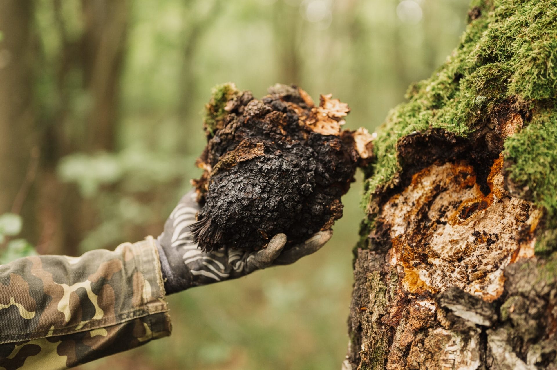 récolte champignon chaga
