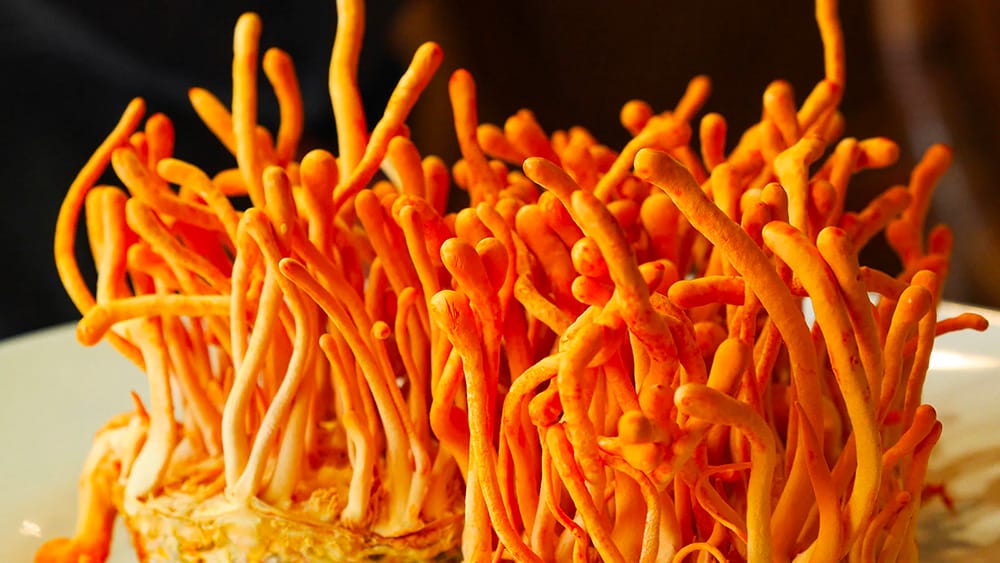 champignon cordyceps - le guide du cbd