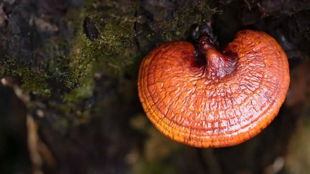 red reishi champignon sur arbre