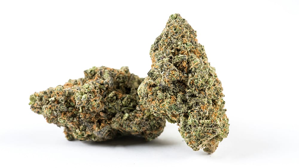 bud de cbd fond blanc