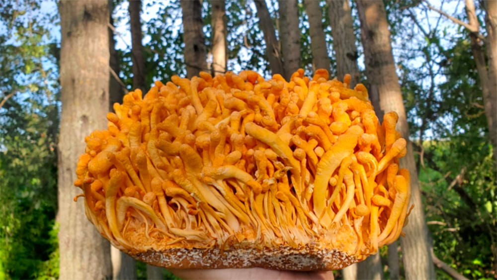 champignon cordyceps foret