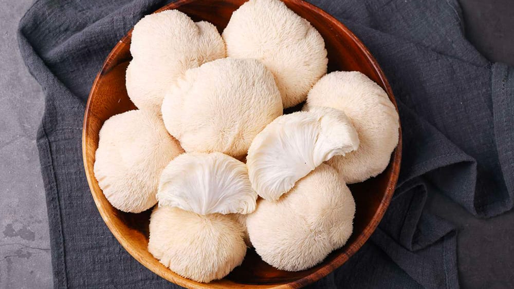 lion's mane champignon