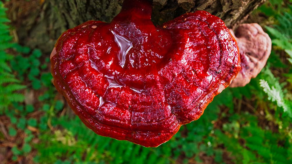 reishi champignon sur arbre