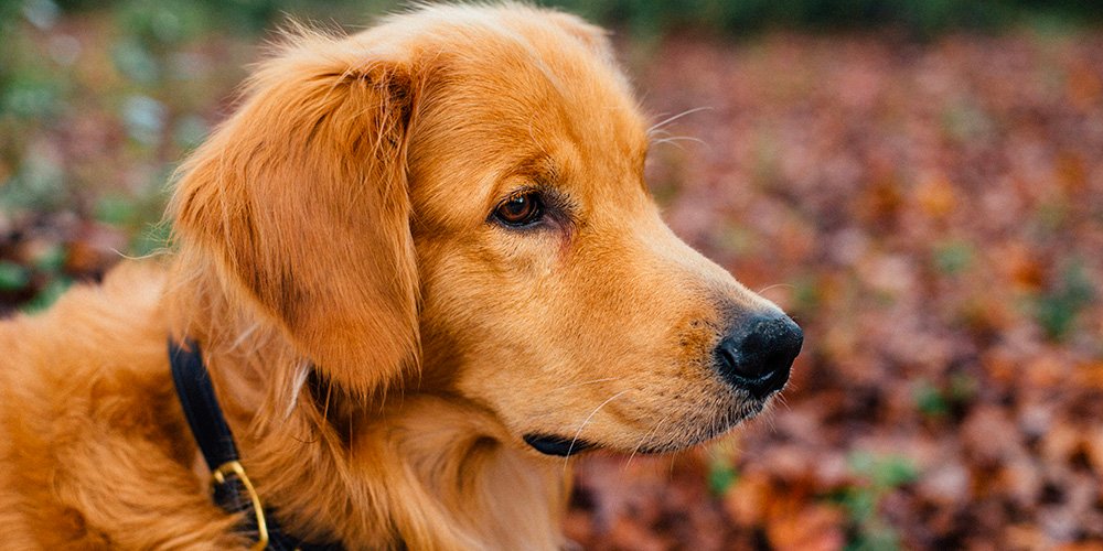 chien santé huile de cannabis