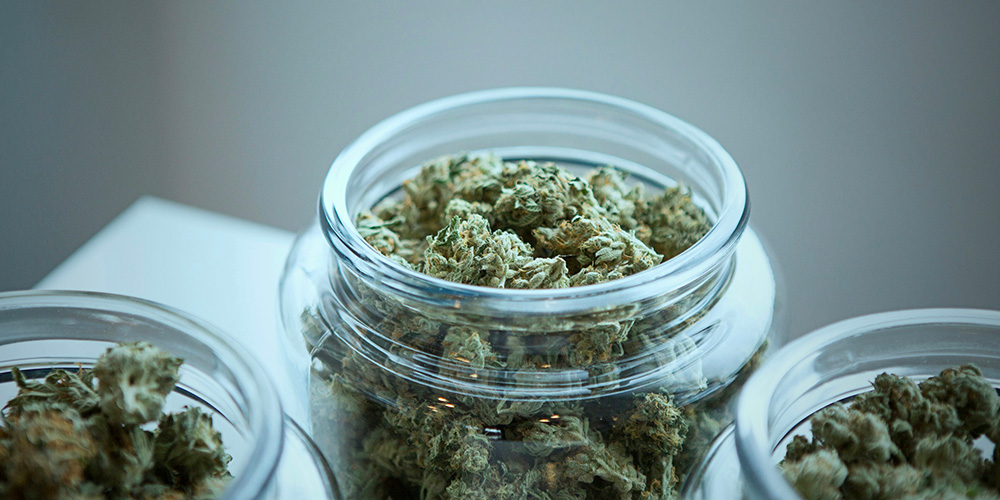 cannabis recreatif buds