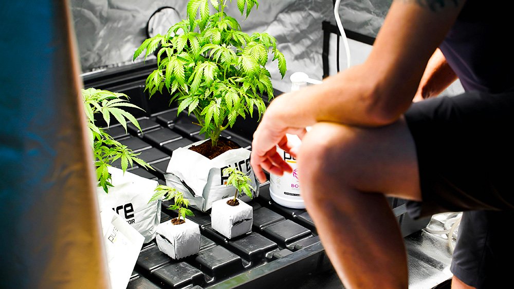 culture cannabis