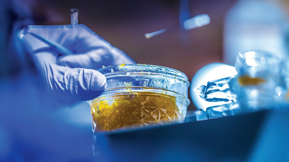 cannabis extraction sans solvant