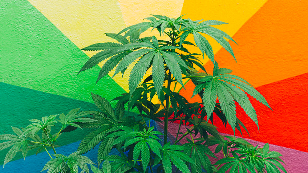 palette couleurs cannabis flavonoides