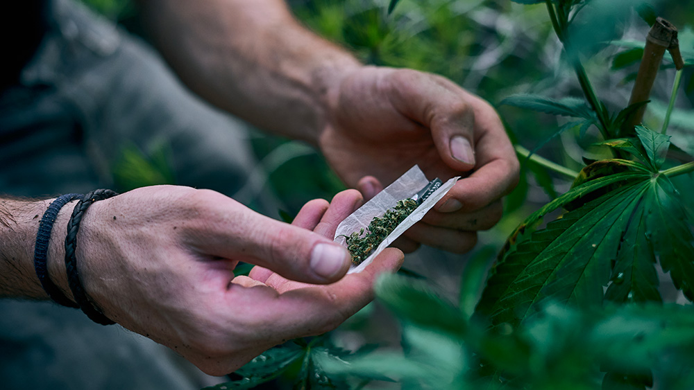 consommation cannabis