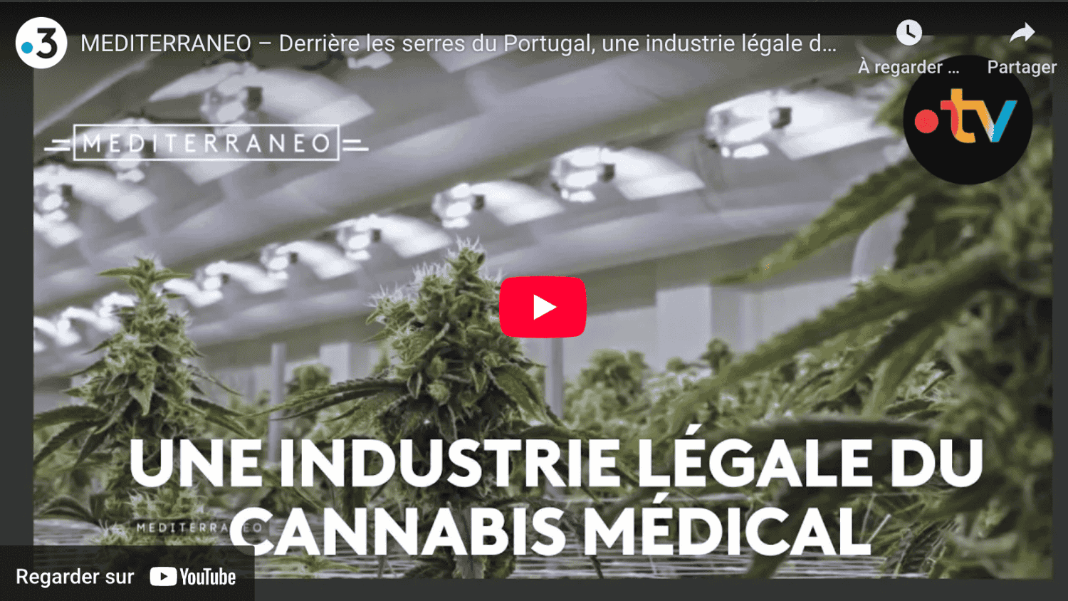 Serres de cannabis médical au Portugal